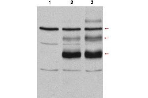 Image no. 1 for anti-V-Myb Myeloblastosis Viral Oncogene Homolog (Avian) (MYB) (Internal Region) antibody (ABIN401455) (MYB Antikörper  (Internal Region))
