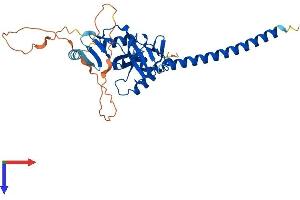 RASSF2 Protein (AA 1-326) (His tag)
