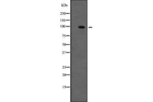 Western blot analysis of TYRO3 expression in NIH3T3 whole cell lysate ;,The lane on the left is treated with the antigen-specific peptide. (TYRO3 Antikörper  (C-Term))