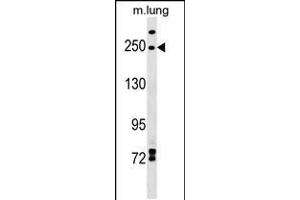 Western blot analysis in mouse lung tissue lysates (35ug/lane). (INF2 Antikörper  (AA 589-616))