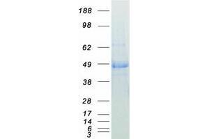 Western Blotting (WB) image for DnaJ (Hsp40) Homolog, Subfamily A, Member 1 (DNAJA1) protein (Myc-DYKDDDDK Tag) (ABIN2719565)
