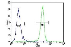 Flow Cytometry (FACS) image for anti-VEGF Receptor 2 (VEGFR2) (AA 1326-1356) antibody (ABIN3028781)