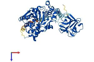 GALNT13 Protein (AA 1-556) (His tag)
