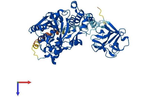 GALNT13 Protein (AA 1-556) (His tag)