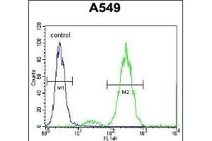 EDN1 Antibody (Center)  flow cytometric analysis of A549 cells (right histogram) compared to a negative control cell (left histogram). (Endothelin 1 Antikörper  (Center))