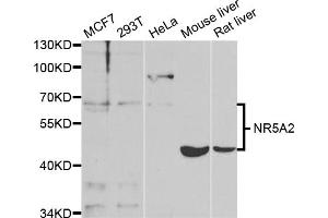 Western blot analysis of extracts of various cell lines, using NR5A2 antibody (ABIN5973388) at 1/1000 dilution. (NR5A2 + LRH1 Antikörper)