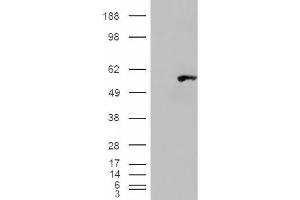 Image no. 2 for anti-WAS/WASL Interacting Protein Family, Member 1 (WIPF1) (C-Term) antibody (ABIN375118) (WIPF1 Antikörper  (C-Term))