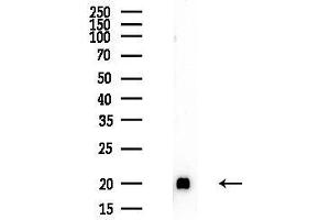 Western blot analysis of lysates from Mouse liver, using RPL27A Antibody at 1/1000 dilution.