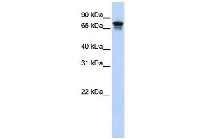 KIF22 antibody used at 1 ug/ml to detect target protein. (KIF22 Antikörper  (N-Term))