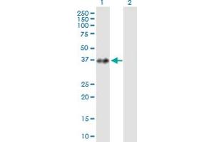 Western Blot analysis of PRPF18 expression in transfected 293T cell line by PRPF18 MaxPab polyclonal antibody. (PRPF18 Antikörper  (AA 1-342))