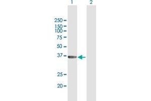 Western Blot analysis of GIMAP6 expression in transfected 293T cell line by GIMAP6 MaxPab polyclonal antibody. (GIMAP6 Antikörper  (AA 1-292))