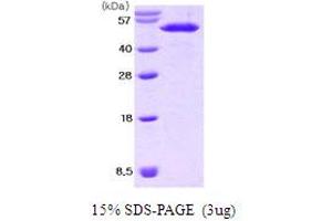 SDS-PAGE (SDS) image for Nucleobindin 2 (NUCB2) (AA 25-420) protein (His tag) (ABIN667063) (NUCB2 Protein (AA 25-420) (His tag))