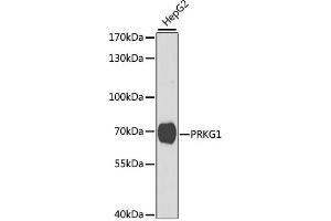 Western blot analysis of extracts of HepG2 cells, using PRKG1 antibody (ABIN3016255, ABIN3016256, ABIN3016257 and ABIN6219669) at 1:1000 dilution. (PRKG1 Antikörper  (AA 1-300))
