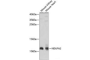 Western blot analysis of extracts of various cell lines using NDUFA2 Polyclonal Antibody at dilution of 1:1000. (NDUFA2 Antikörper)