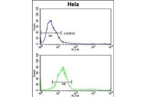 TECPR1 Antibody (C-term) (ABIN391585 and ABIN2841517) flow cytometric analysis of Hela cells (bottom histogram) compared to a negative control cell (top histogram). (TECPR1 Antikörper  (C-Term))