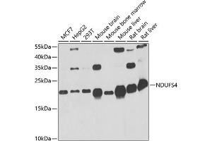 Western blot analysis of extracts of various cell lines, using NDUFS4 antibody (ABIN6132404, ABIN6144488, ABIN6144490 and ABIN6217547) at 1:1000 dilution. (NDUFS4 Antikörper  (AA 1-175))