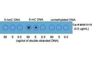 Dot blot analysis of double stranded DNA with 5-methylcytosine (5-mC) monoclonal antibody, clone RM231 . (5-Methylcytosine Antikörper)