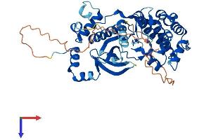 NIM1 Protein (AA 1-436) (His tag)