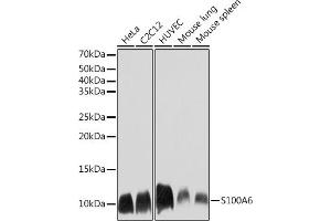 Western blot analysis of extracts of various cell lines, using S100 Rabbit mAb (ABIN7270127) at 1:1000 dilution. (S100A6 Antikörper)