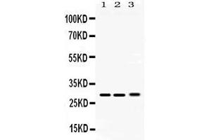 Western Blotting (WB) image for anti-Proteasome Subunit Alpha Type 3 (PSMA3) (AA 88-127), (Middle Region) antibody (ABIN4886706)