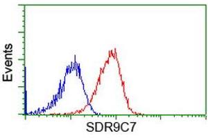 Image no. 1 for anti-Short Chain Dehydrogenase/reductase Family 9C, Member 7 (SDR9C7) antibody (ABIN1500845) (SDR9C7 Antikörper)
