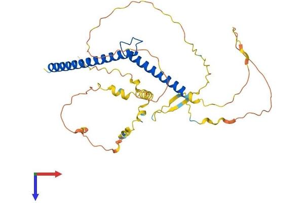 LMYC Protein (AA 1-364) (His tag)