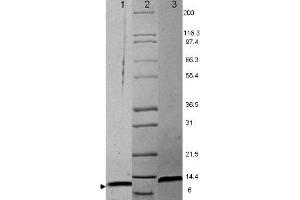 MIP-1a Mouse Cytokine - SDS-PAGE.