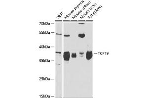 Western blot analysis of extracts of various cell lines, using TCF19 antibody (ABIN6128814, ABIN6148943, ABIN6148944 and ABIN6221752) at 1:1000 dilution. (TCF19 Antikörper  (AA 1-290))