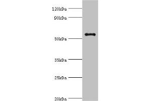 Western blot All lanes: GPS1 antibody at 5 μg/mL + Hela whole cell lysate Secondary Goat polyclonal to rabbit IgG at 1/10000 dilution Predicted band size: 56, 60 kDa Observed band size: 56 kDa (GPS1 Antikörper  (AA 222-491))