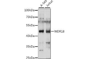 Western blot analysis of extracts of various cell lines, using WDR18 antibody (ABIN7271354) at 1:1000 dilution. (WDR18 Antikörper  (AA 243-432))
