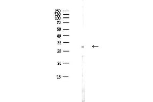 anti-Claudin 12 (CLDN12) (C-Term) antibody