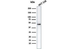 Western Blot analysis of HCT116 cell lysate using using Cytokeratin 8 Mouse Monoclonal Antibody (C-43). (KRT8 Antikörper)