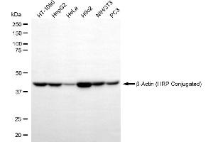 Western blotting analysis using β-Actin (HRP Conjugated) antibody (-HRP, 1:10,000). (beta Actin Antikörper  (HRP))