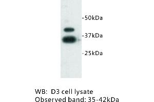 Image no. 1 for anti-Zinc Finger Protein 42 (ZFP42) antibody (ABIN1112946) (ZFP42 Antikörper)