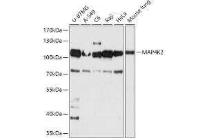 Western blot analysis of extracts of various cell lines, using MK2 antibody (ABIN7268662) at 1:1000 dilution. (MAP4K2 Antikörper  (AA 551-820))