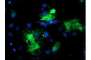 Anti-BAIAP2 mouse monoclonal antibody (ABIN2454893) immunofluorescent staining of COS7 cells transiently transfected by pCMV6-ENTRY BAIAP2 (RC214570). (BAIAP2 Antikörper)