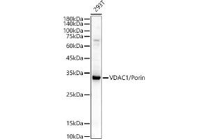 Western blot analysis of extracts of various cell lines, using VD / Porin antibody (ABIN3021130, ABIN3021131, ABIN3021132 and ABIN6213993) at 1:400 dilution. (VDAC1 Antikörper  (AA 1-283))