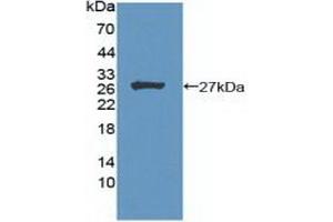 Menin anticorps  (AA 219-395)