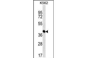 ICS Antibody (N-term) (ABIN656869 and ABIN2846073) western blot analysis in K562 cell line lysates (35 μg/lane). (PAICS Antikörper  (N-Term))