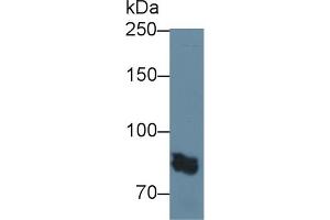 Detection of PTPRS in Rat Cerebrum lysate using Polyclonal Antibody to Protein Tyrosine Phosphatase Receptor Type S (PTPRS) (PTPRS Antikörper  (AA 889-1102))