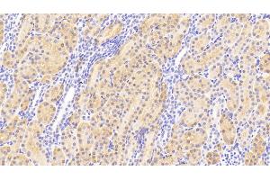 Detection of HMWK in Human Kidney Tissue using Polyclonal Antibody to High Molecular Weight Kininogen (HMWK) (Kininogen (HMW) Antikörper  (AA 225-407))