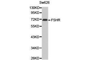 Western Blotting (WB) image for anti-Follicle Stimulating Hormone Receptor (FSHR) antibody (ABIN1872743) (FSHR Antikörper)