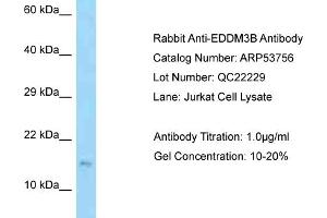 Western Blotting (WB) image for anti-Epididymal Protein 3B (EDDM3B) (Middle Region) antibody (ABIN2785559) (EDDM3B Antikörper  (Middle Region))