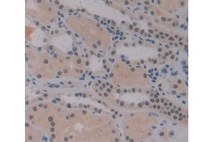 Used in DAB staining on fromalin fixed paraffin- embedded Kidney tissue (IRF2 Antikörper  (AA 1-349))