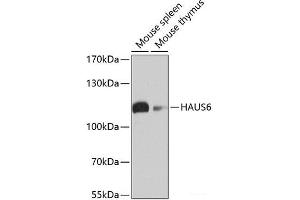Western blot analysis of extracts of various cell lines using HAUS6 Polyclonal Antibody at dilution of 1:1000. (FAM29A Antikörper)