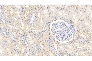 Detection of AHSG in Bovine Kidney Tissue using Polyclonal Antibody to Alpha-2-Heremans Schmid Glycoprotein (AHSG) (Fetuin A Antikörper  (AA 19-359))