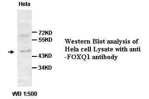 Image no. 2 for anti-Forkhead Box Q1 (FOXQ1) antibody (ABIN791229) (FOXQ1 Antikörper)