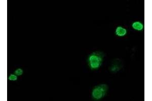 Anti-JUN mouse monoclonal antibody (ABIN2453809) immunofluorescent staining of COS7 cells transiently transfected by pCMV6-ENTRY JUN (RC209804). (C-JUN Antikörper)