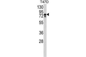 Western blot analysis of KHSRP Antibody (N-term) in T47D cell line lysates (35ug/lane).