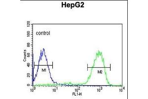 OPN1MW Antibody (N-term) (ABIN651110 and ABIN2840076) flow cytometric analysis of HepG2 K10cells (right histogram) compared to a negative control cell (left histogram). (OPN1MW Antikörper  (N-Term))